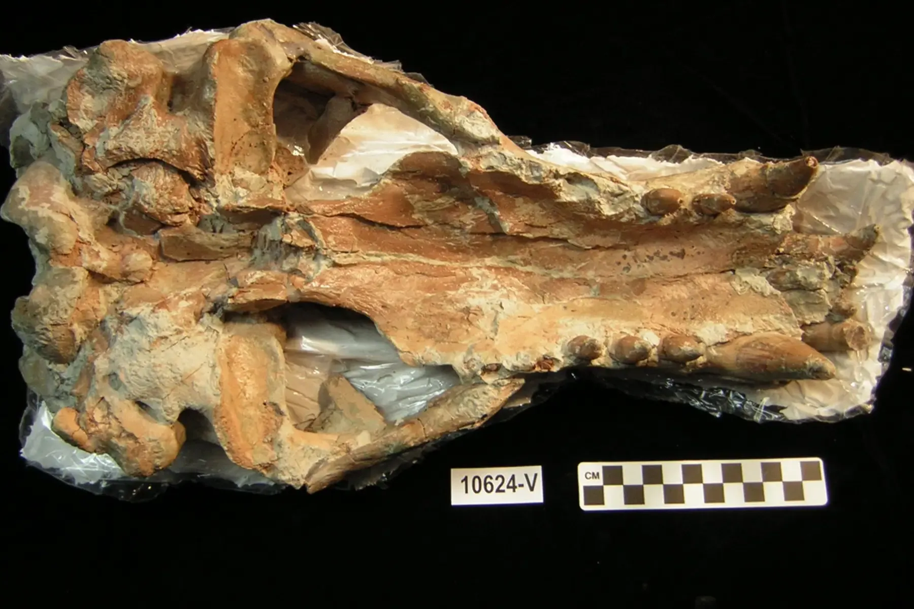 Photo of a fossil