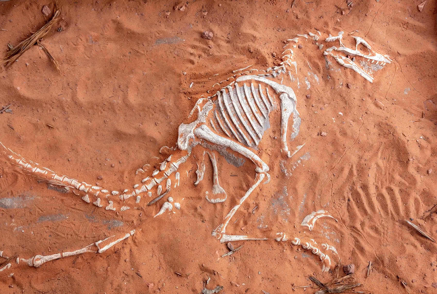 Dinosaur Skeleton Bones in Sand near Moqui Cave Paleontology Museum in Southern Utah US