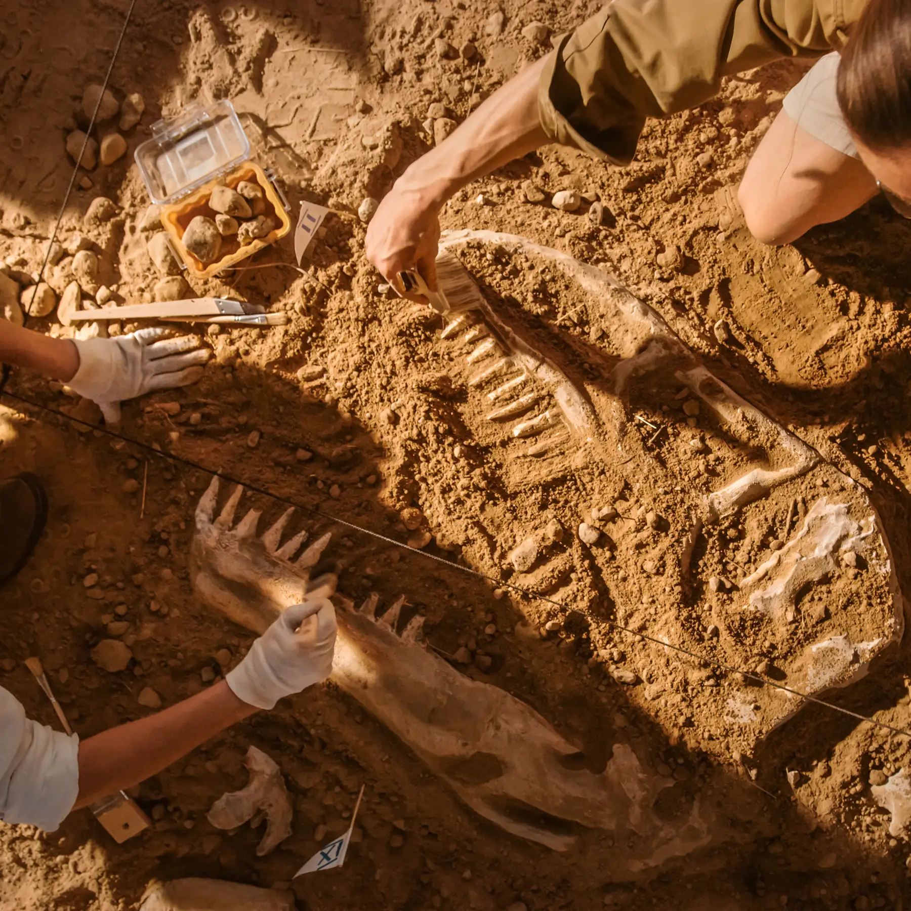 Two Great Paleontologists Cleaning Newly Discovered Dinosaur Skeleton