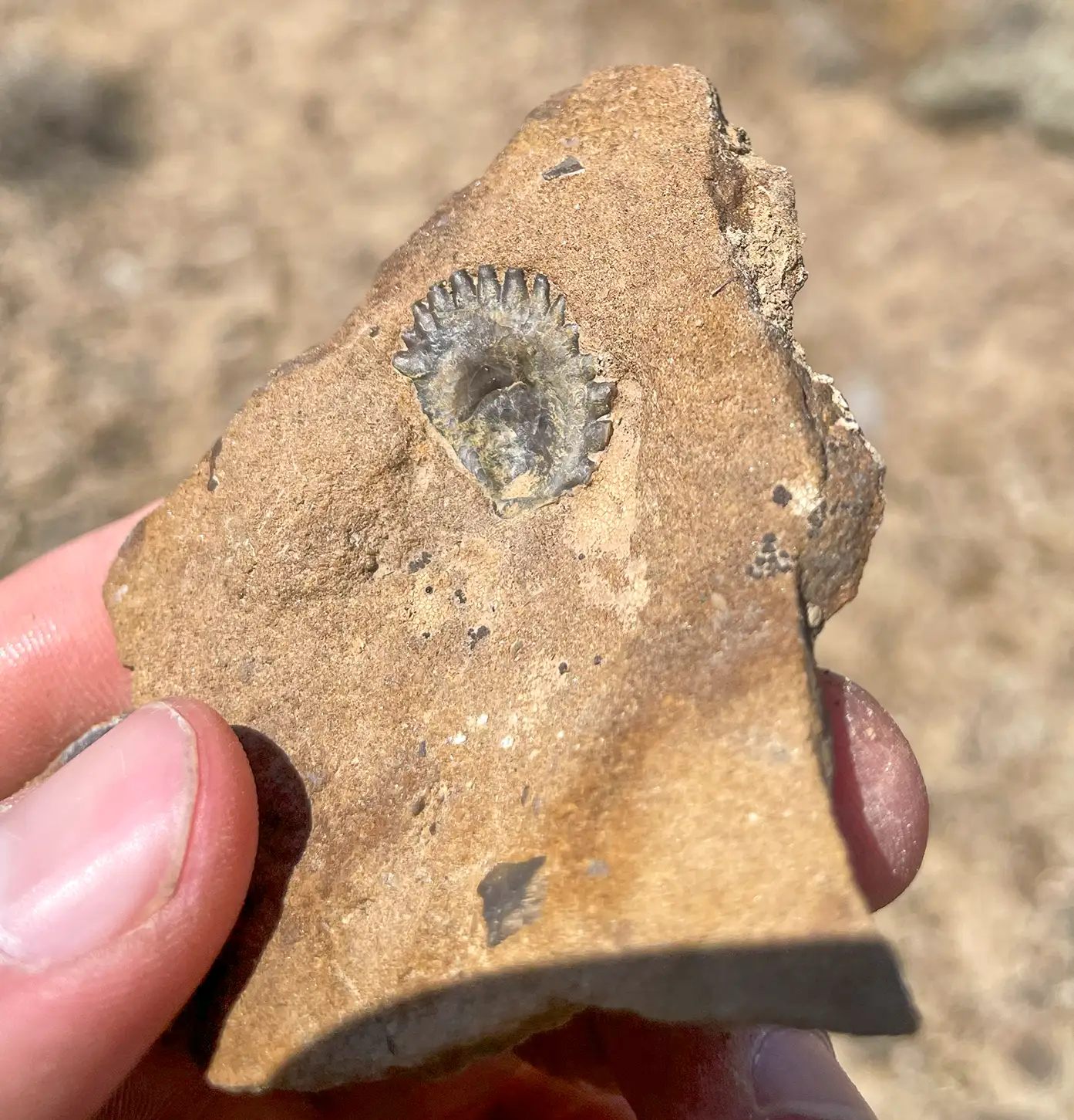 Fossil