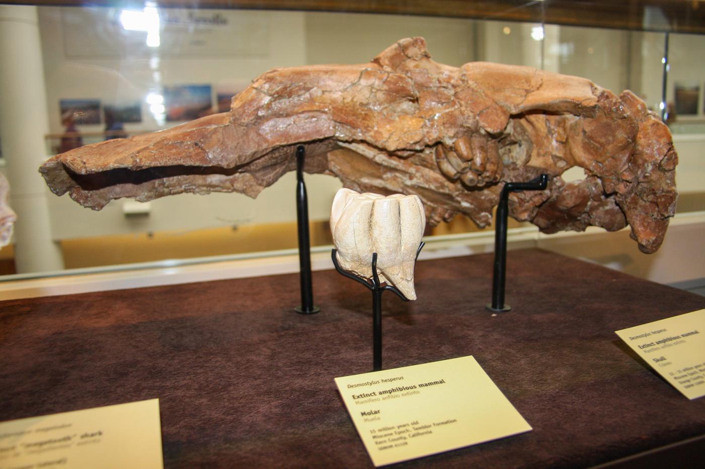 Photo of Skull of a juvenile Desmostylid (also known as a “sea hippo”), excavated from the Miocene Monterey Formation in San Clemente, California. Now on display at the San Diego Natural History Museum.