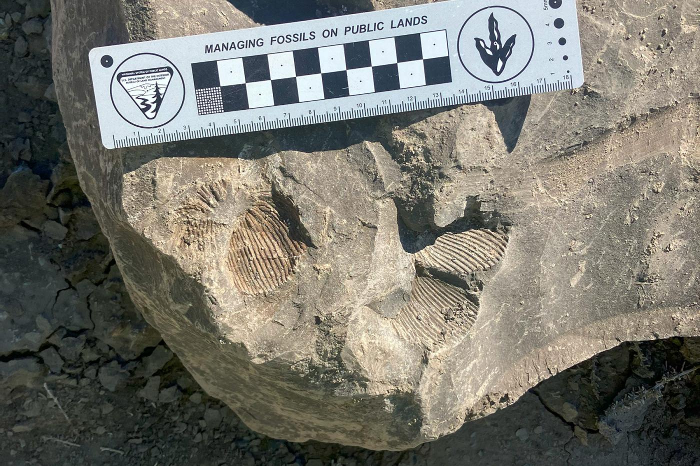 Paleo Resource Specialists performing field work
