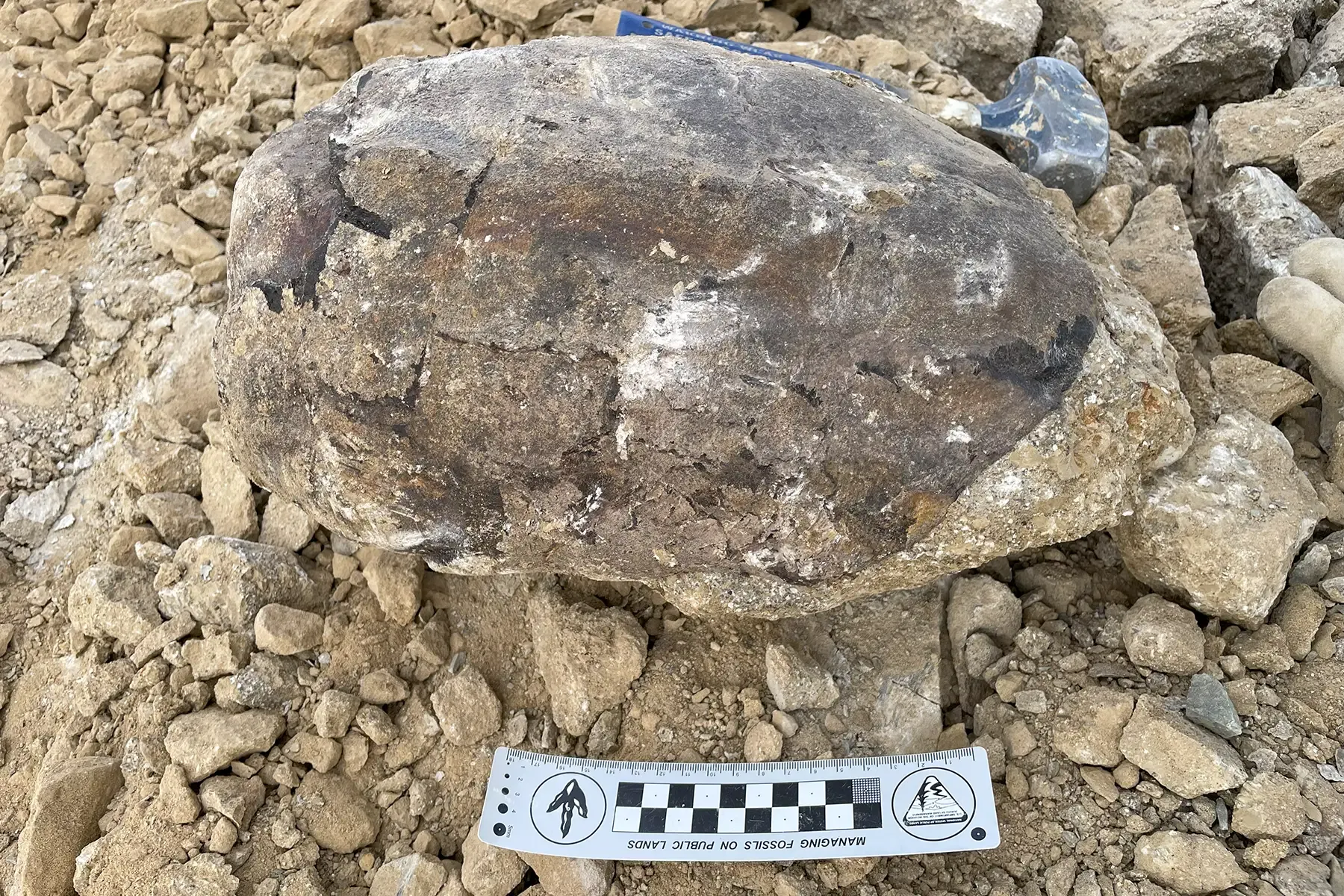Photo of a fossil
