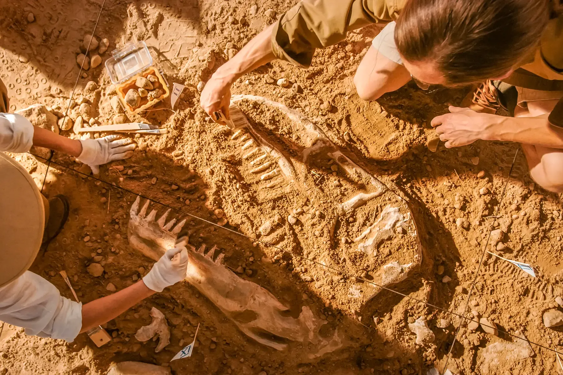 Paleontologists working on dinosaur fossil 